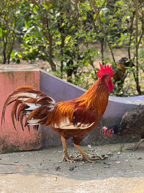Đàn gà thả vườn tự do ăn rau xanh tại Vườn rau cô Hai
