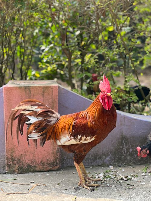 Free A striking red rooster stands confidently in a sunlit garden, showcasing vivid plumage. Stock Photo