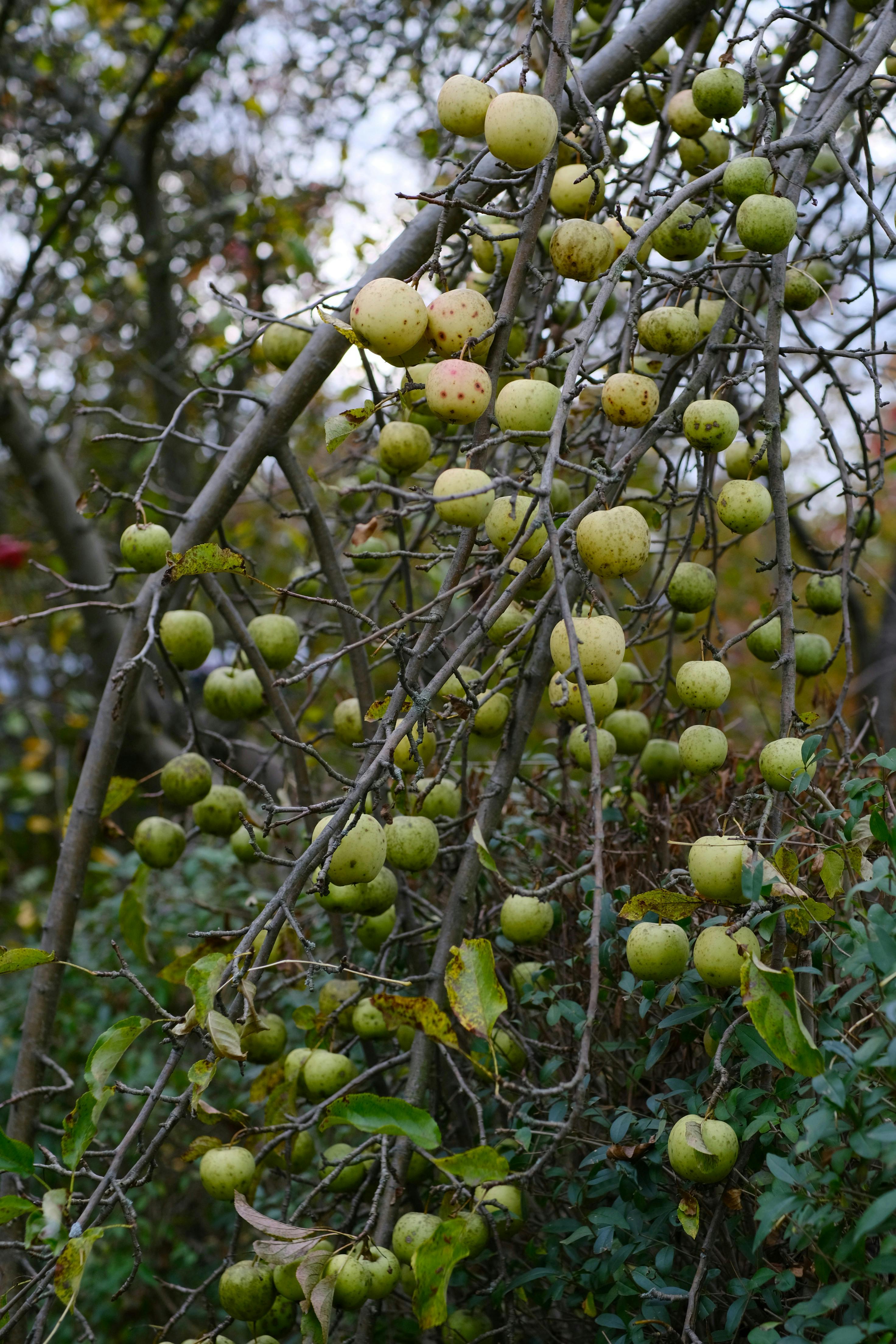Vibrant green apples hanging from a tree branch in an autumn garden setting.