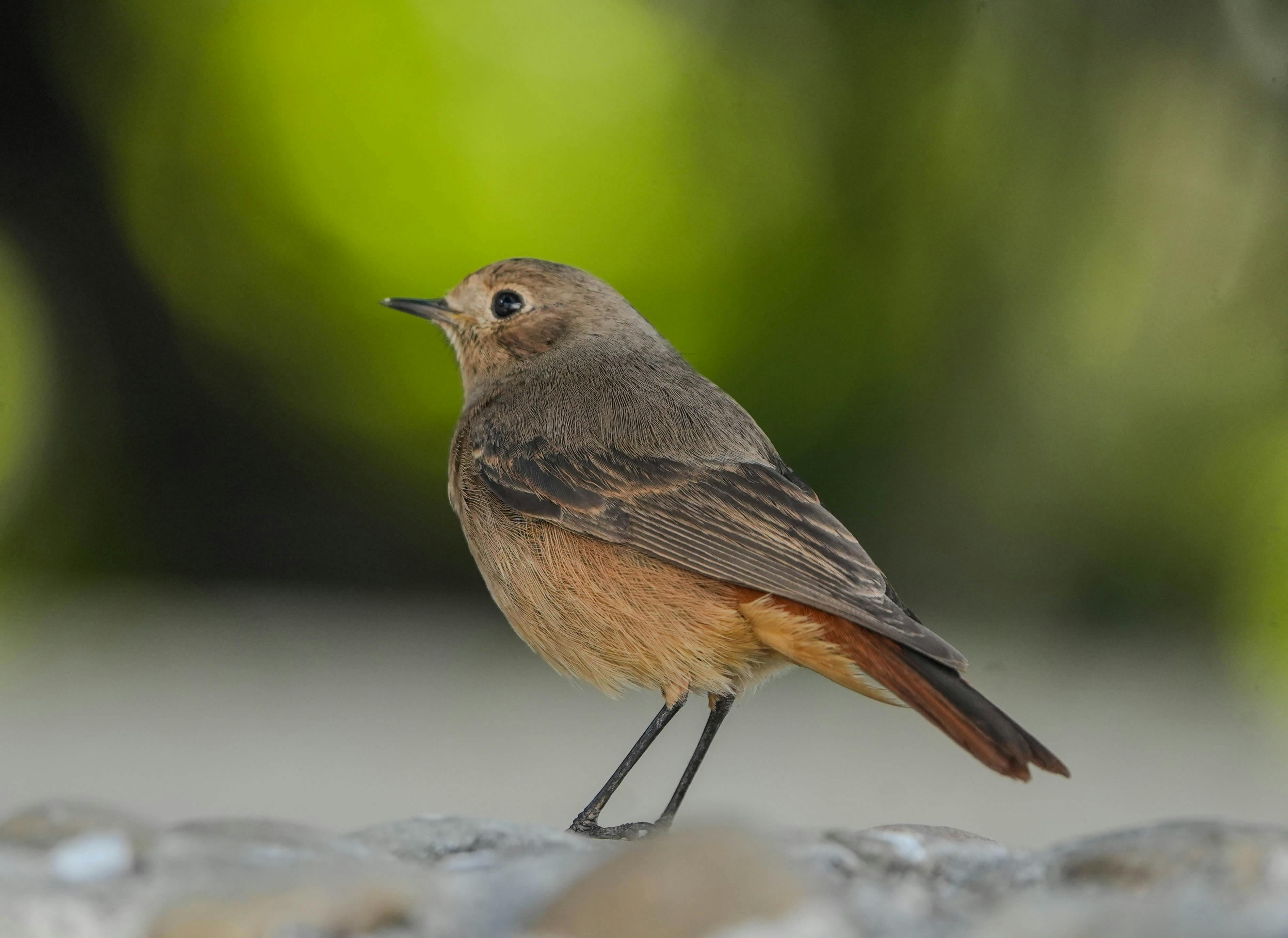 Bird Watching For Beginners