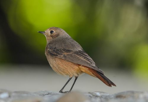 Free Close-up photo of a Black Redstart bird outdoors, showcasing its detailed plumage and natural setting. Stock Photo