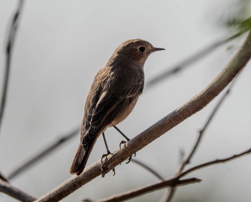 Free A detailed view of a small bird perched on a branch, captured during daylight outdoors. Stock Photo