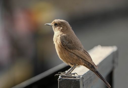 bird photo