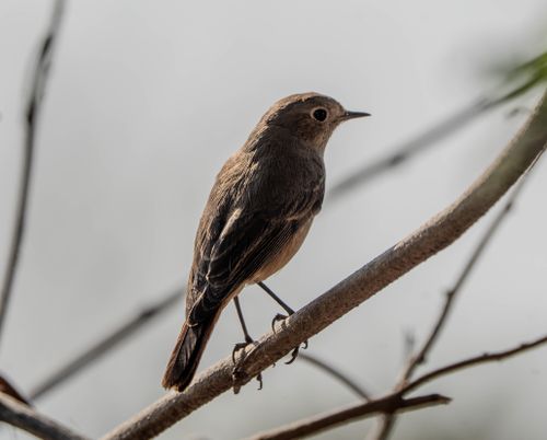 Free Close-up image of a small bird perched on a branch, captured outdoors in natural lighting. Stock Photo