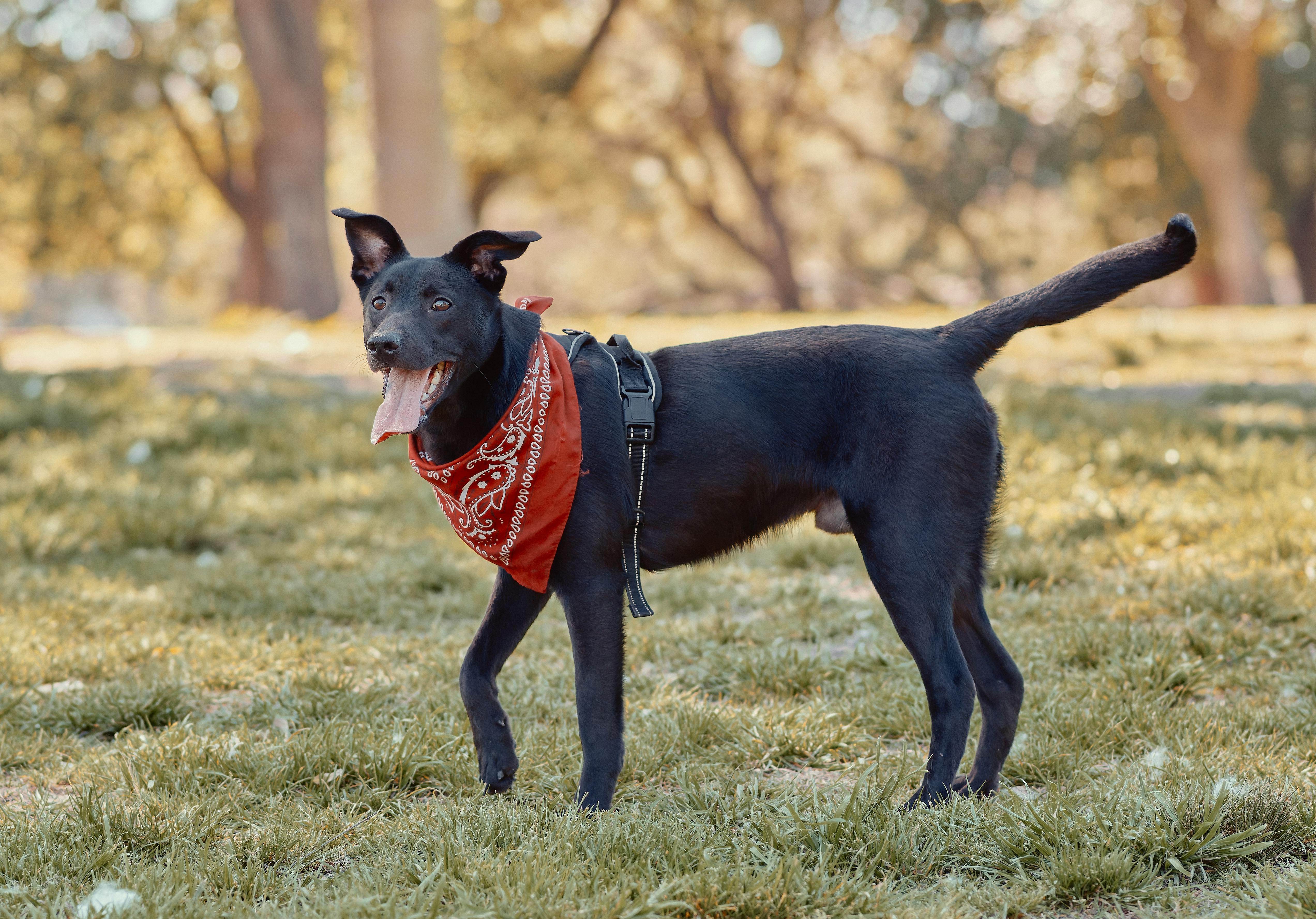 Dogs as Lifestyle Companions: What This Means for Brands &amp; Retailers — Photo by GERMAN SUAREZ on Pexels