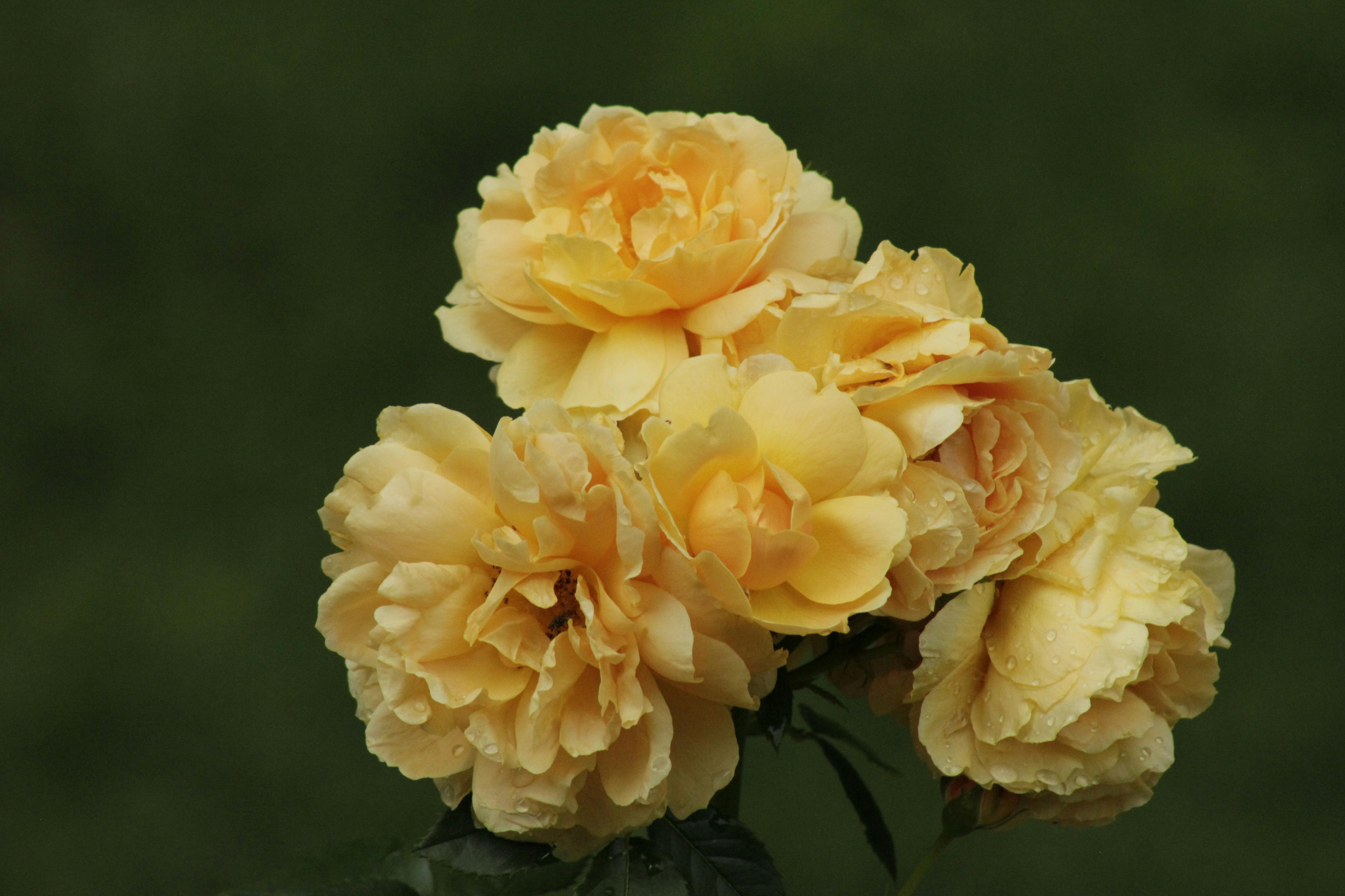 靜宜大學攜手澄逸香氛學院 推出國際調香師培訓課程