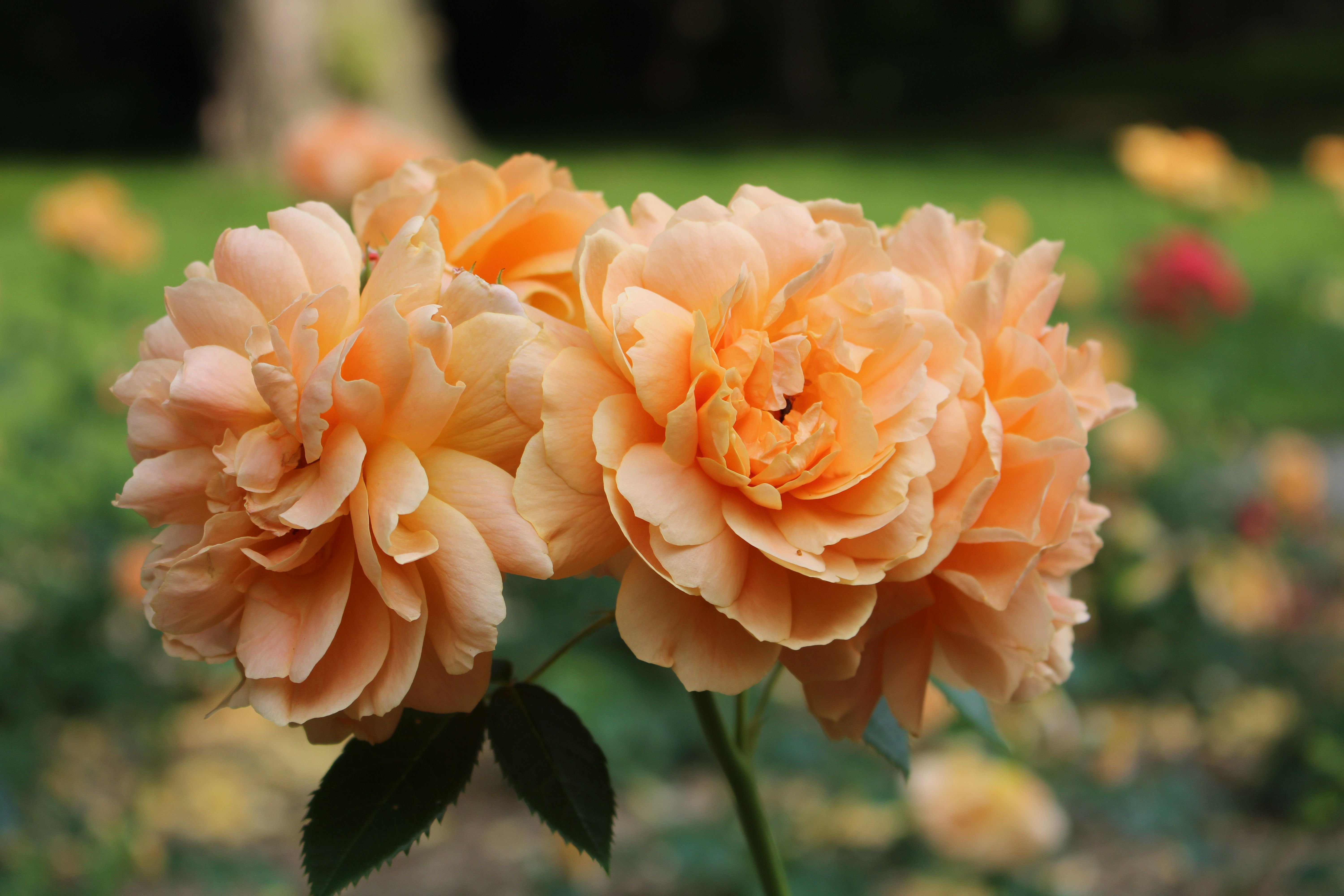 Close-Up of Vibrant Orange Roses in Bloom · Free Stock Photo
