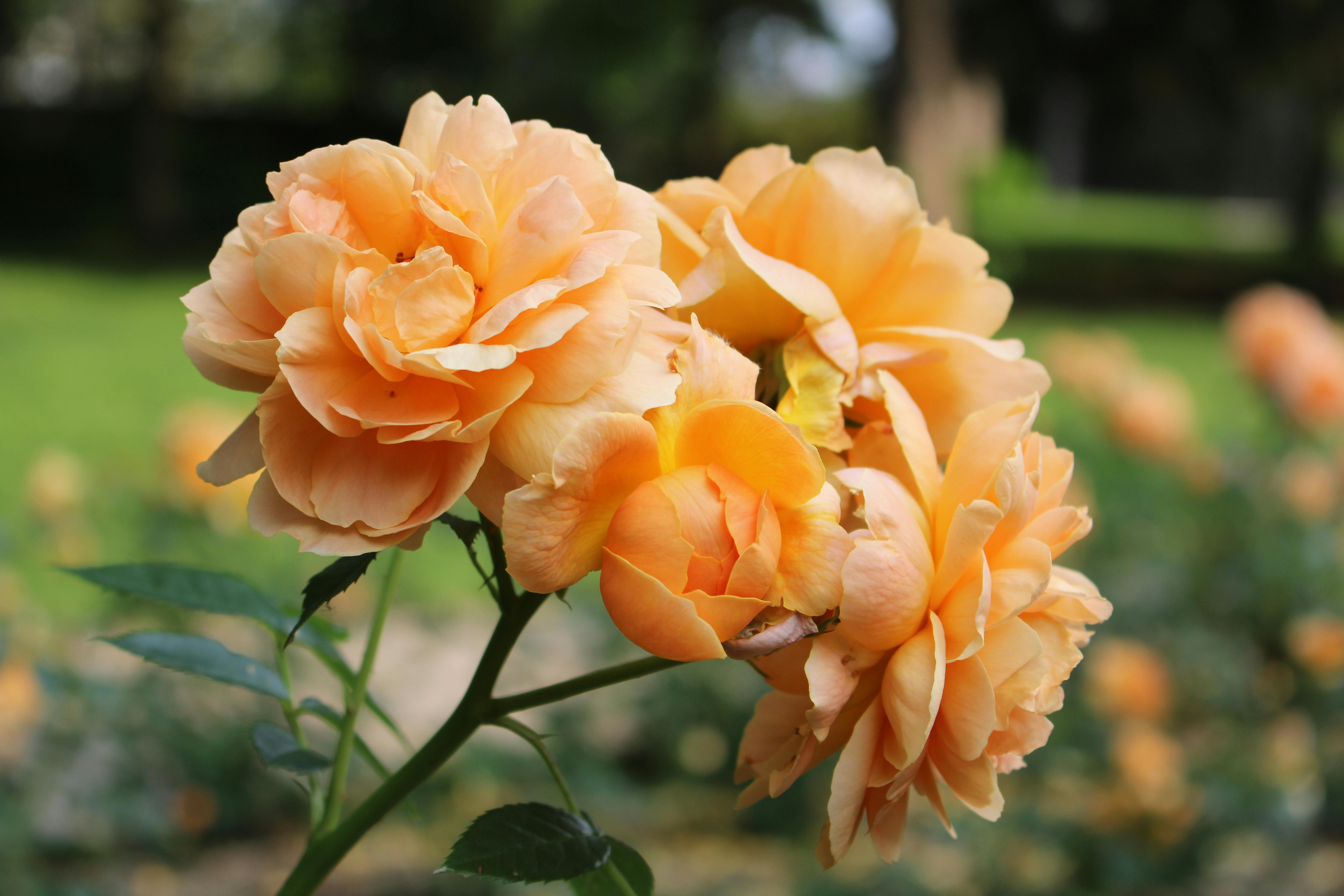 Florence's free Giardino delle Rose — rose garden below San Miniato.