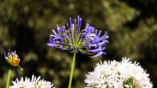 Free Close-up of purple agapanthus flower surrounded by white blooms against a blurred background. Stock Photo