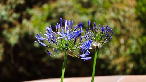 Free Close-up of vibrant purple Agapanthus flowers in a sunlit garden setting. Stock Photo