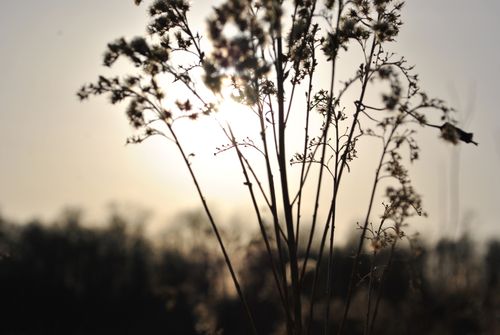 Free stock photo of love, nature, plant Stock Photo