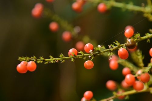 Free Macro photograph of red berries on a bush with a blurred background. Stock Photo