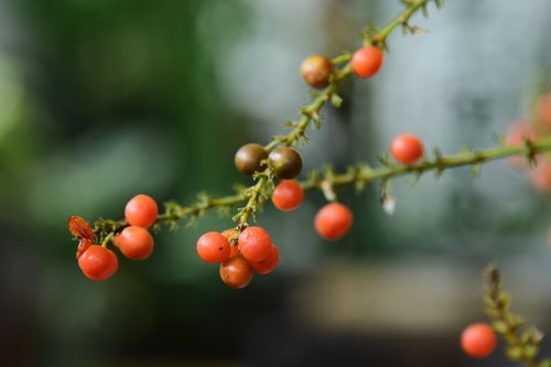 Free Macro shot of vibrant red and brown berries against a blurred green background, capturing natural beauty. Stock Photo