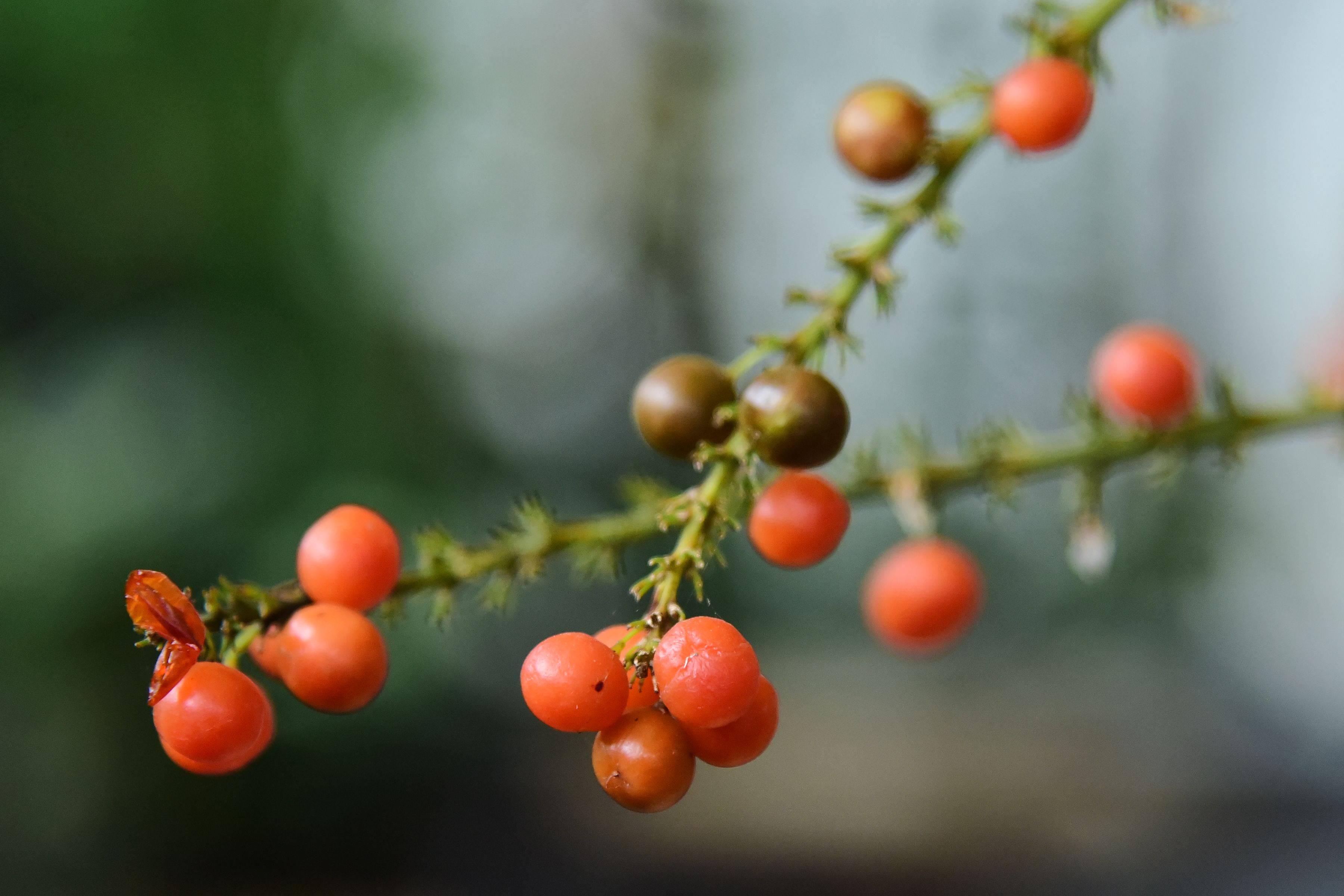 Close-up of Red Berries on a Green Branch Outdoors · Free Stock Photo