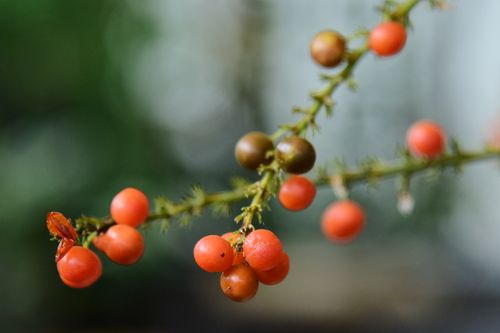 Free Vibrant red berries on a green branch with a blurred natural background. Stock Photo