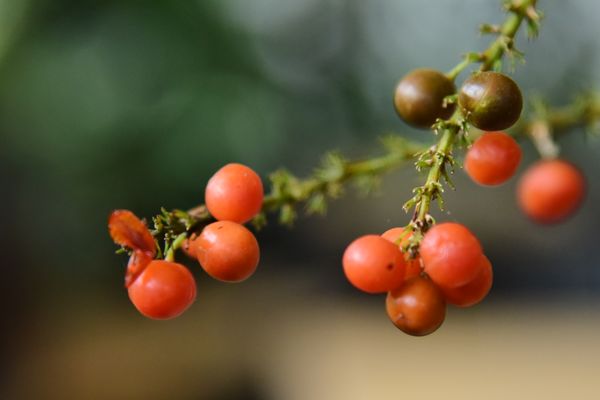 assorted fresh fruits