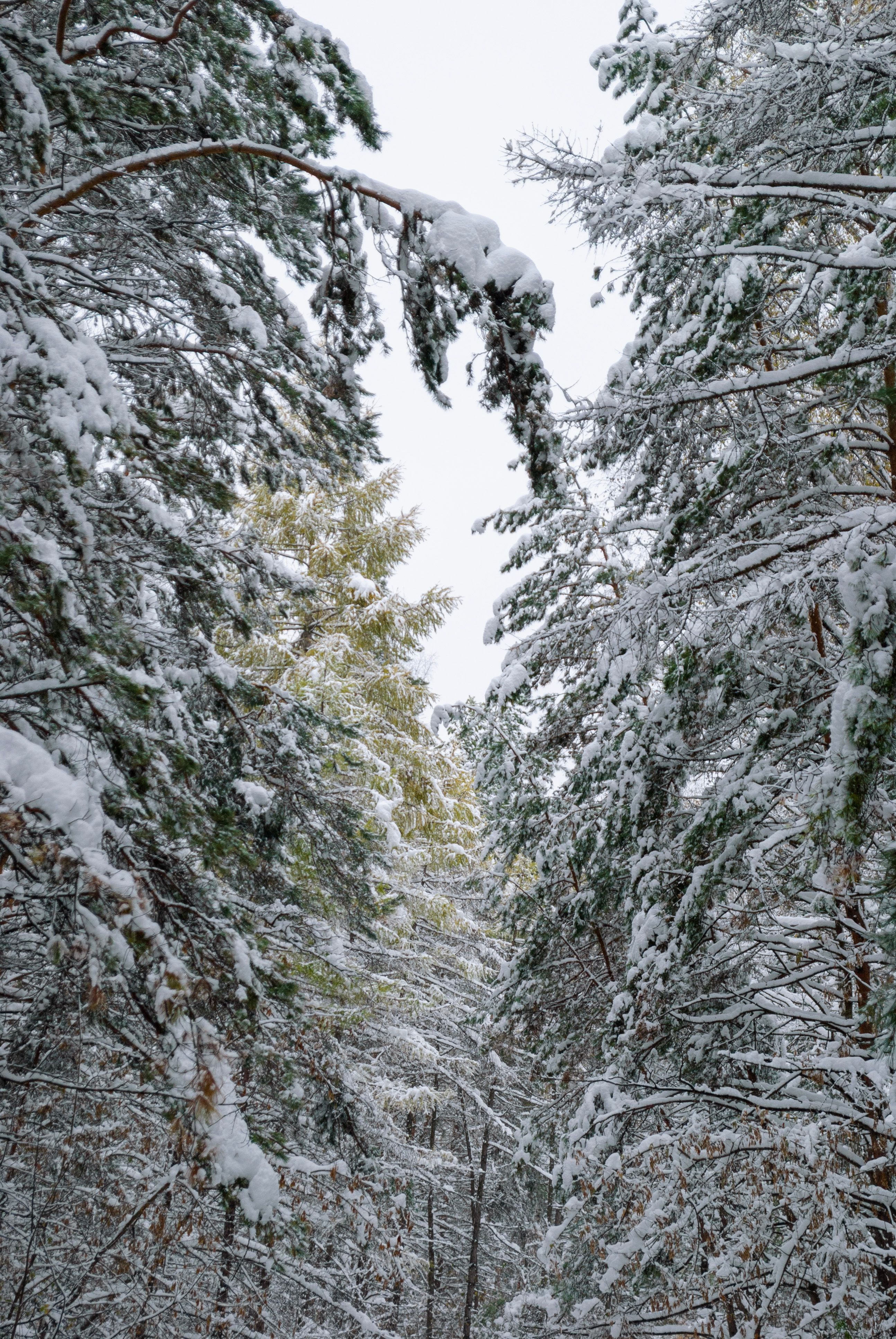 A peaceful winter scene of a snow-covered forest path surrounded by trees.