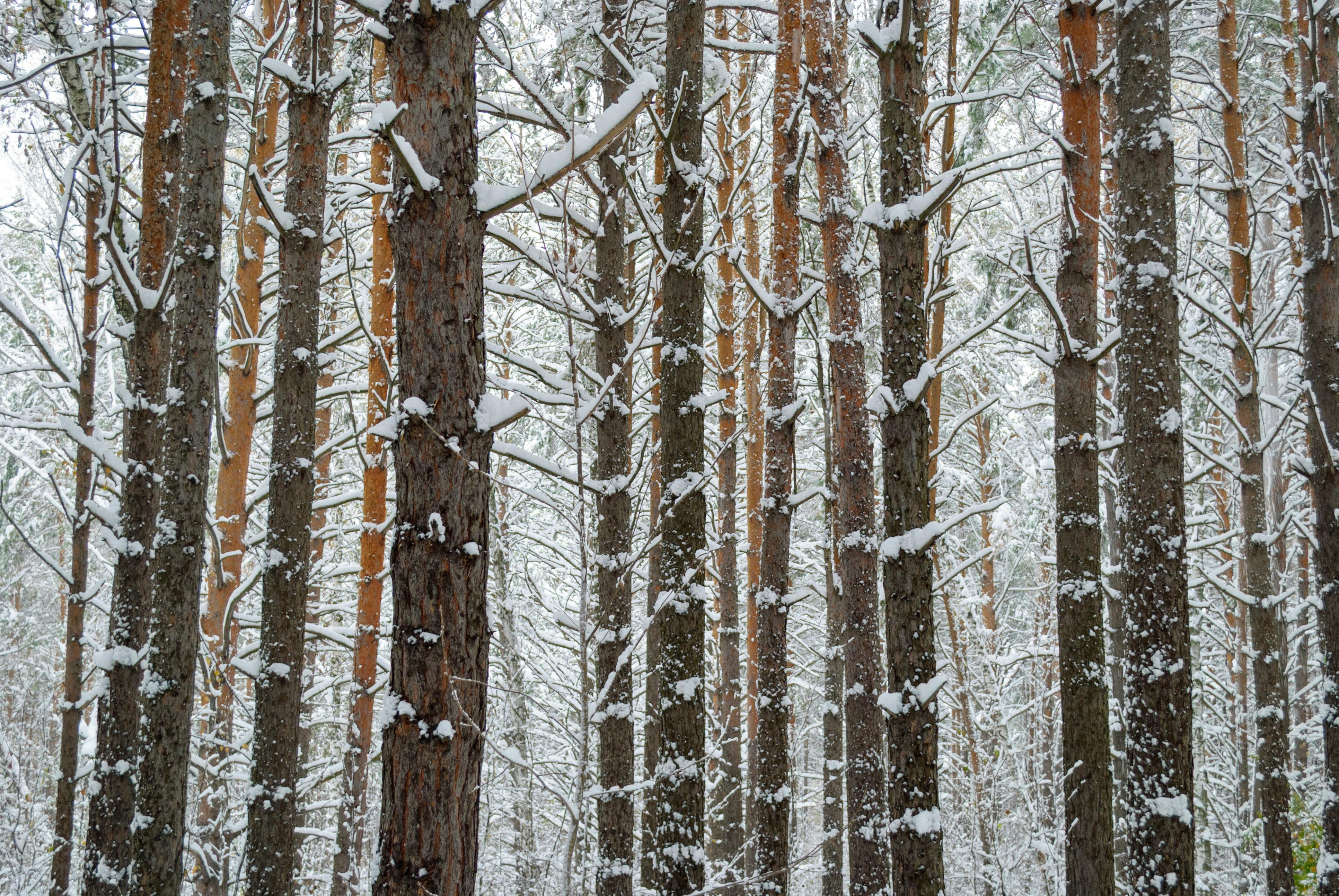 Free stock photo of 4k, forest, happy