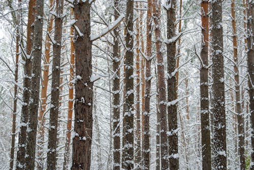 Arctic Blast Grips The North As Deep Cold Lingers Into Next Week