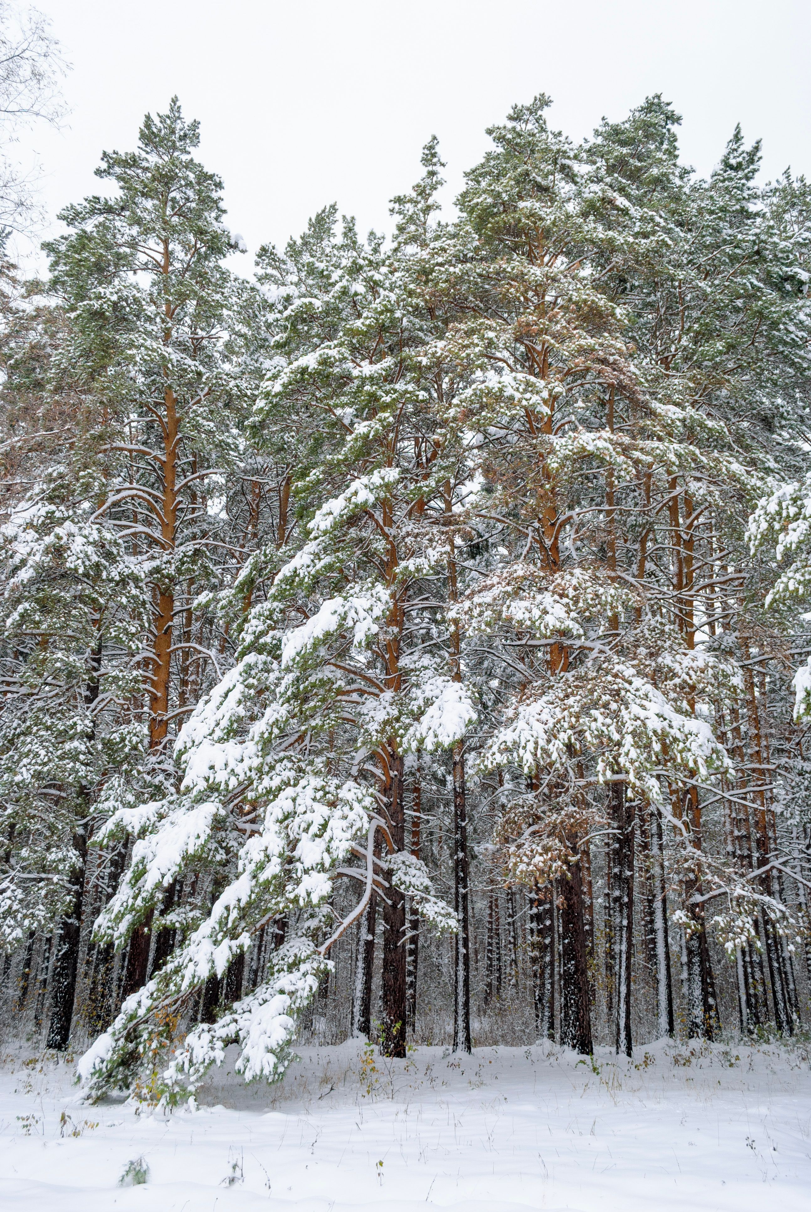 Snow-Covered Pine Forest in Winter · Free Stock Photo