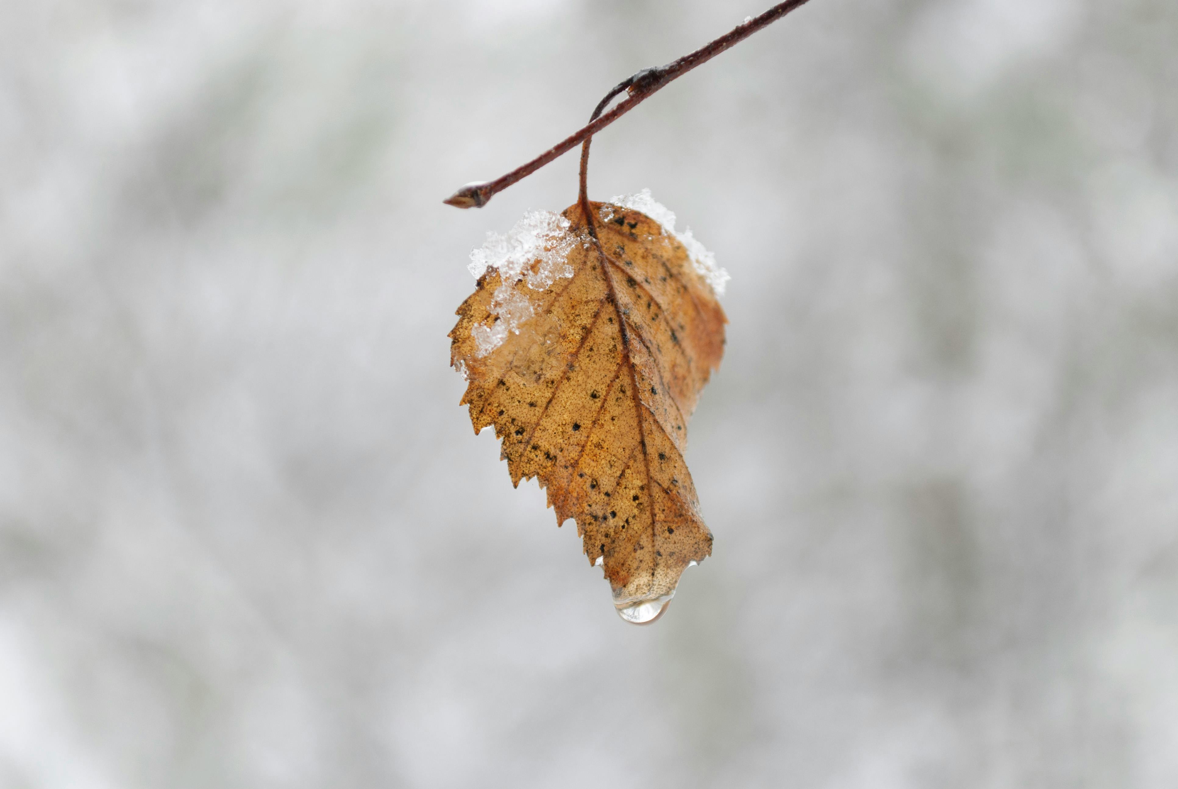 Free stock photo of 4k, forest, happy