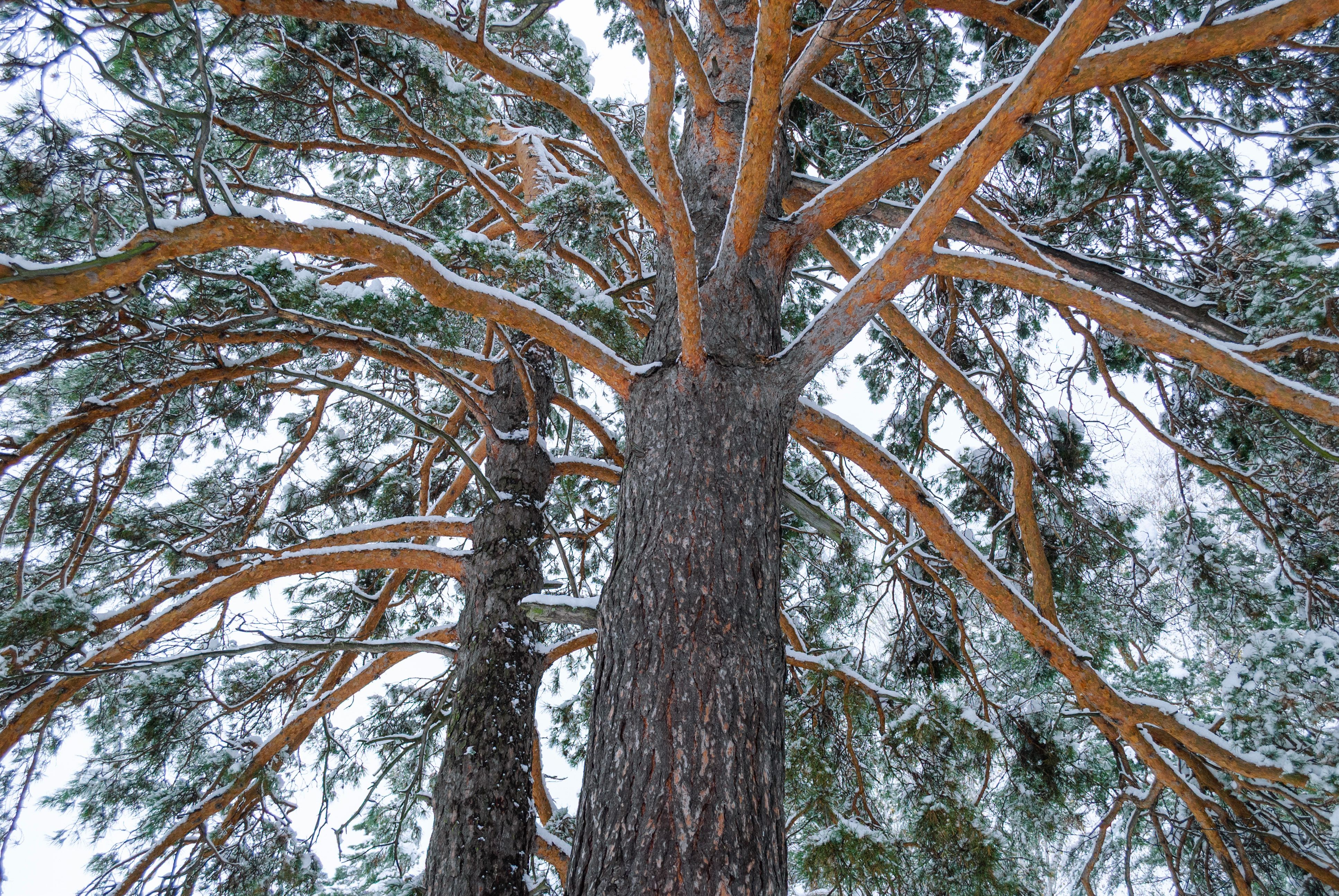 Close-up view of a snow-covered pine tree from below, highlighting its branches.