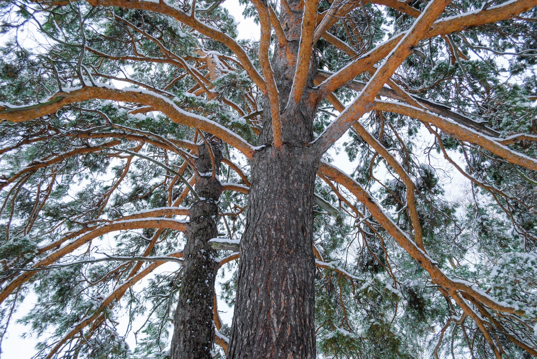 Close-up view of a snow-covered pine tree from below, highlighting its branches.
