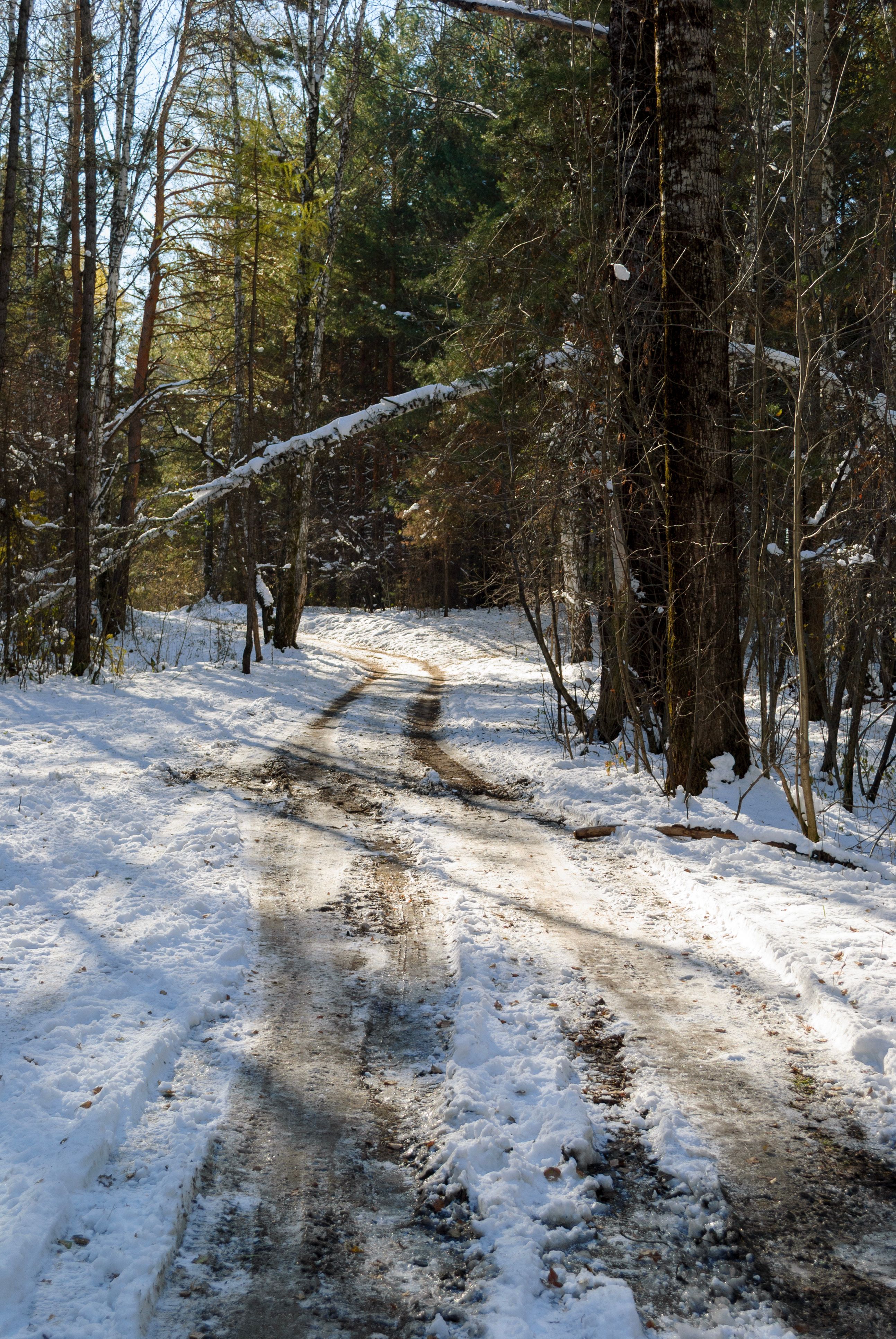 A tranquil forest pathway covered in snow during winter, ideal for peaceful walks.