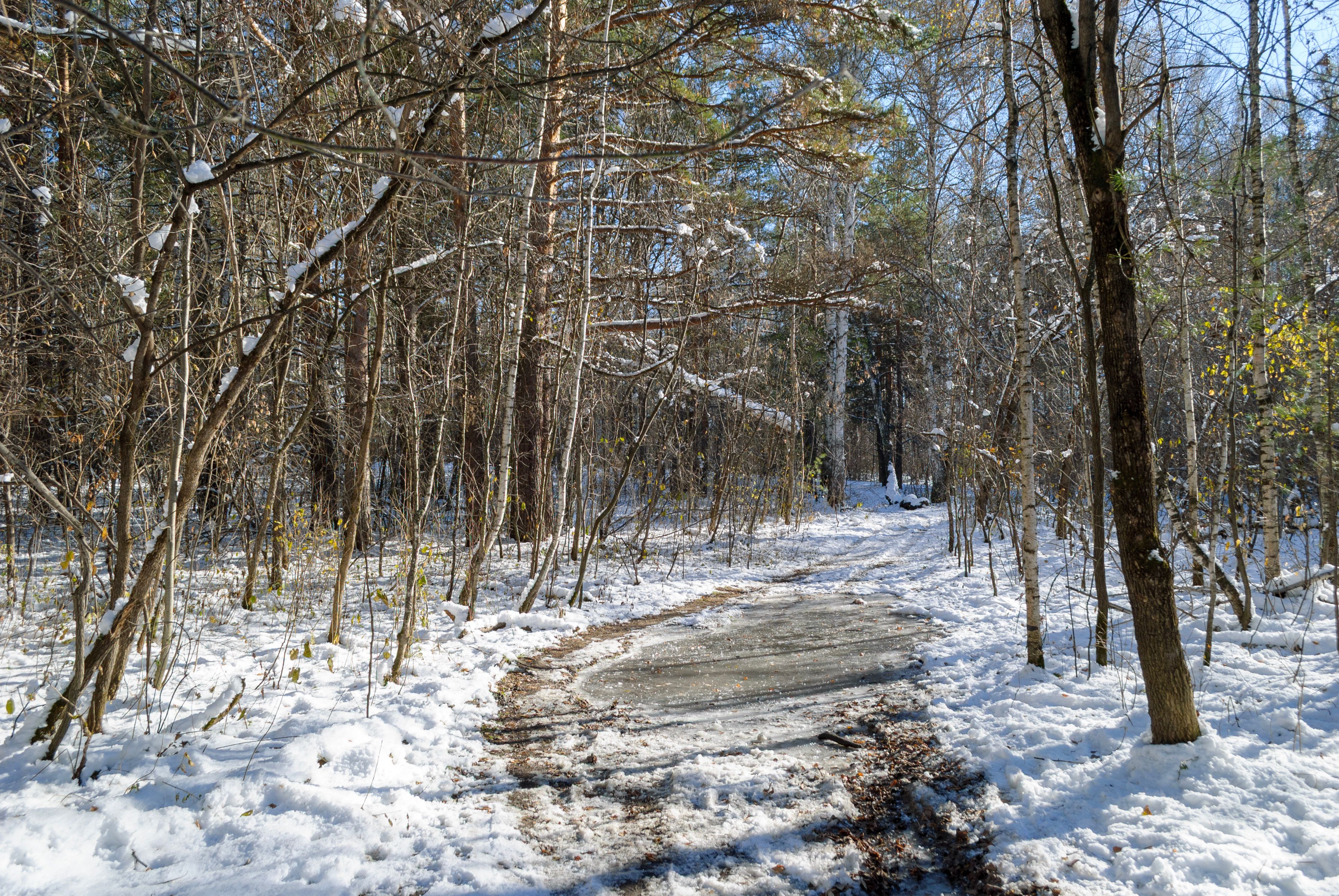 A peaceful snow-covered path through a quiet winter forest under a bright sky.