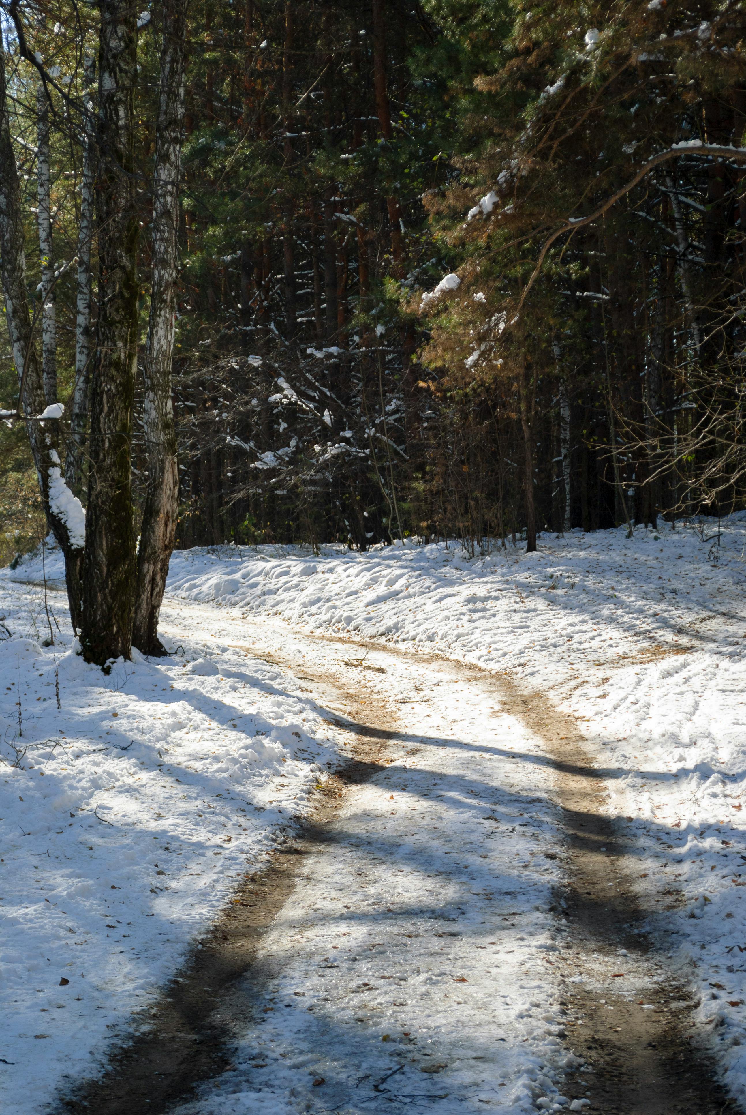 Free stock photo of 4k, forest, happy