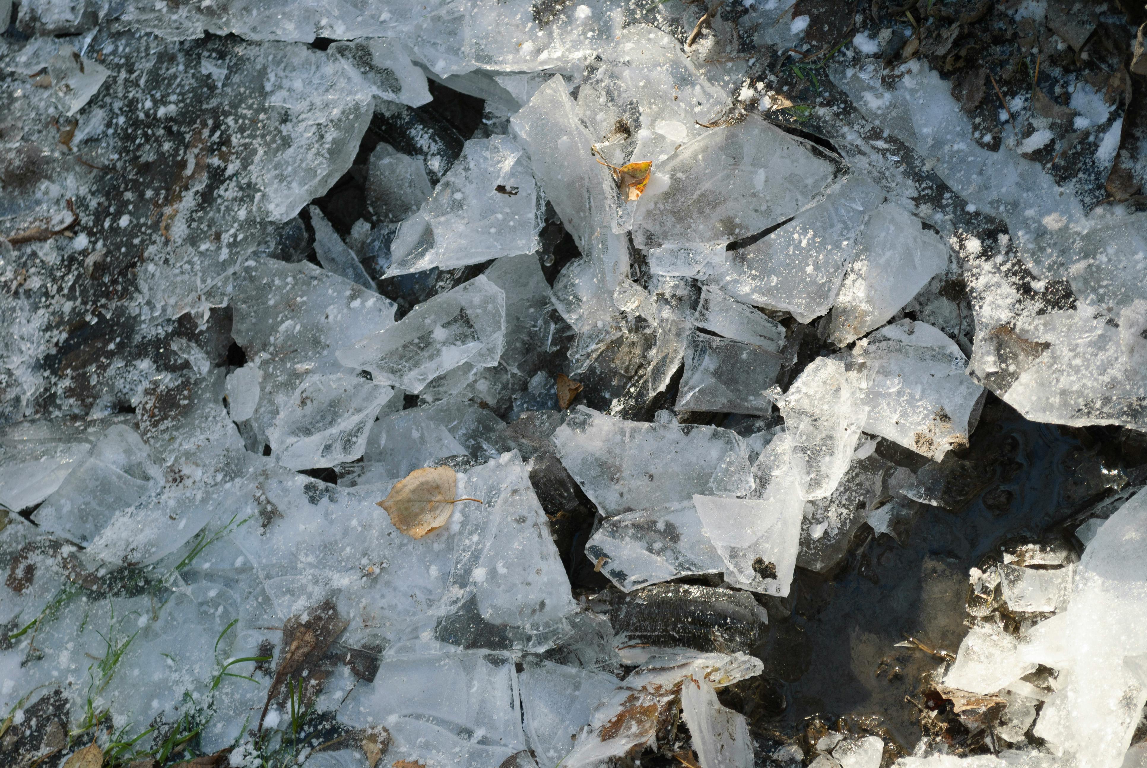 Free stock photo of 4k, forest, happy