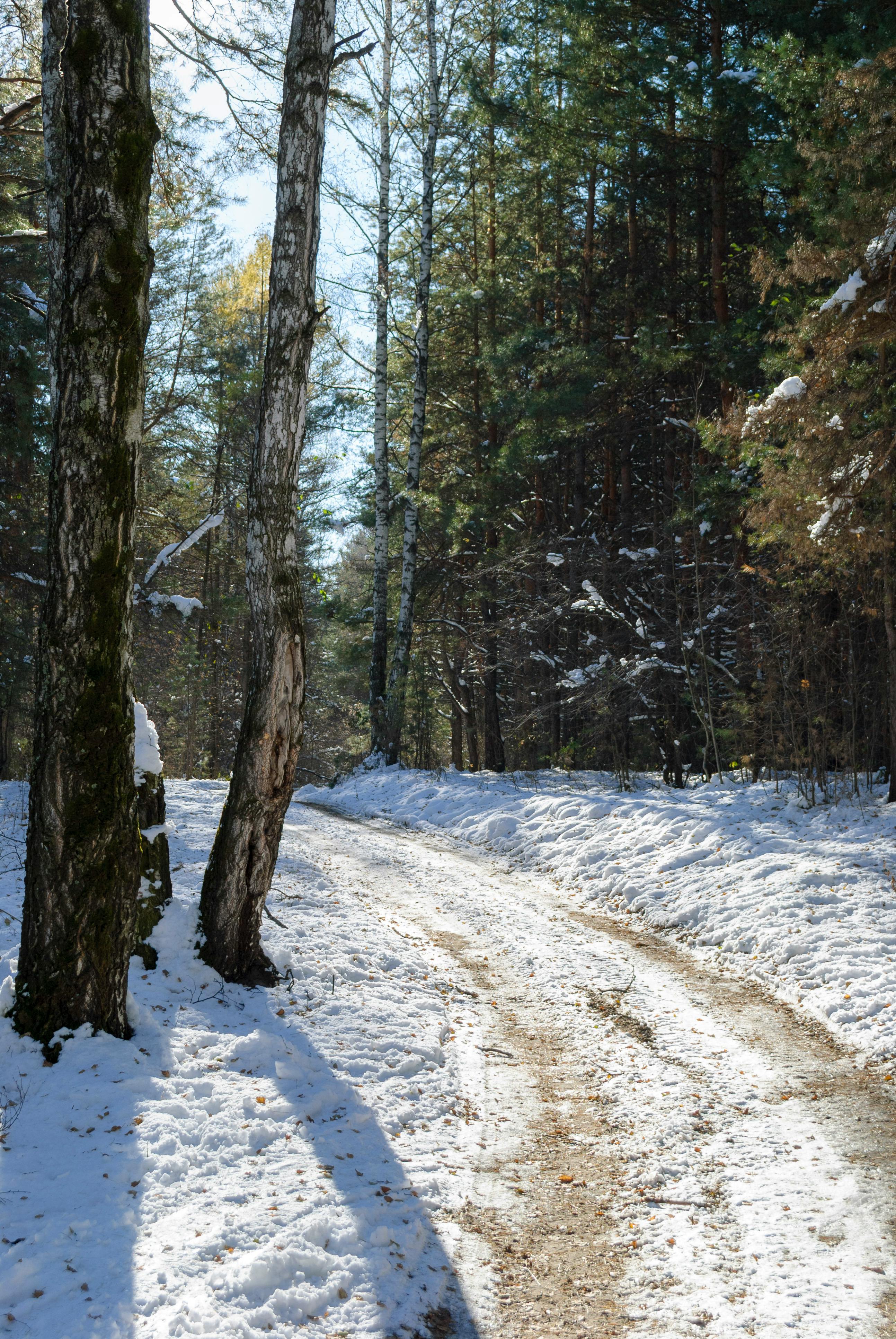 Free stock photo of 4k, forest, happy