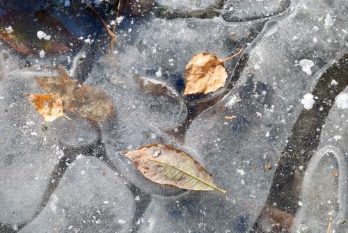 Free Close-up of autumn leaves encased in a thin layer of ice, capturing the essence of winter's chill. Stock Photo