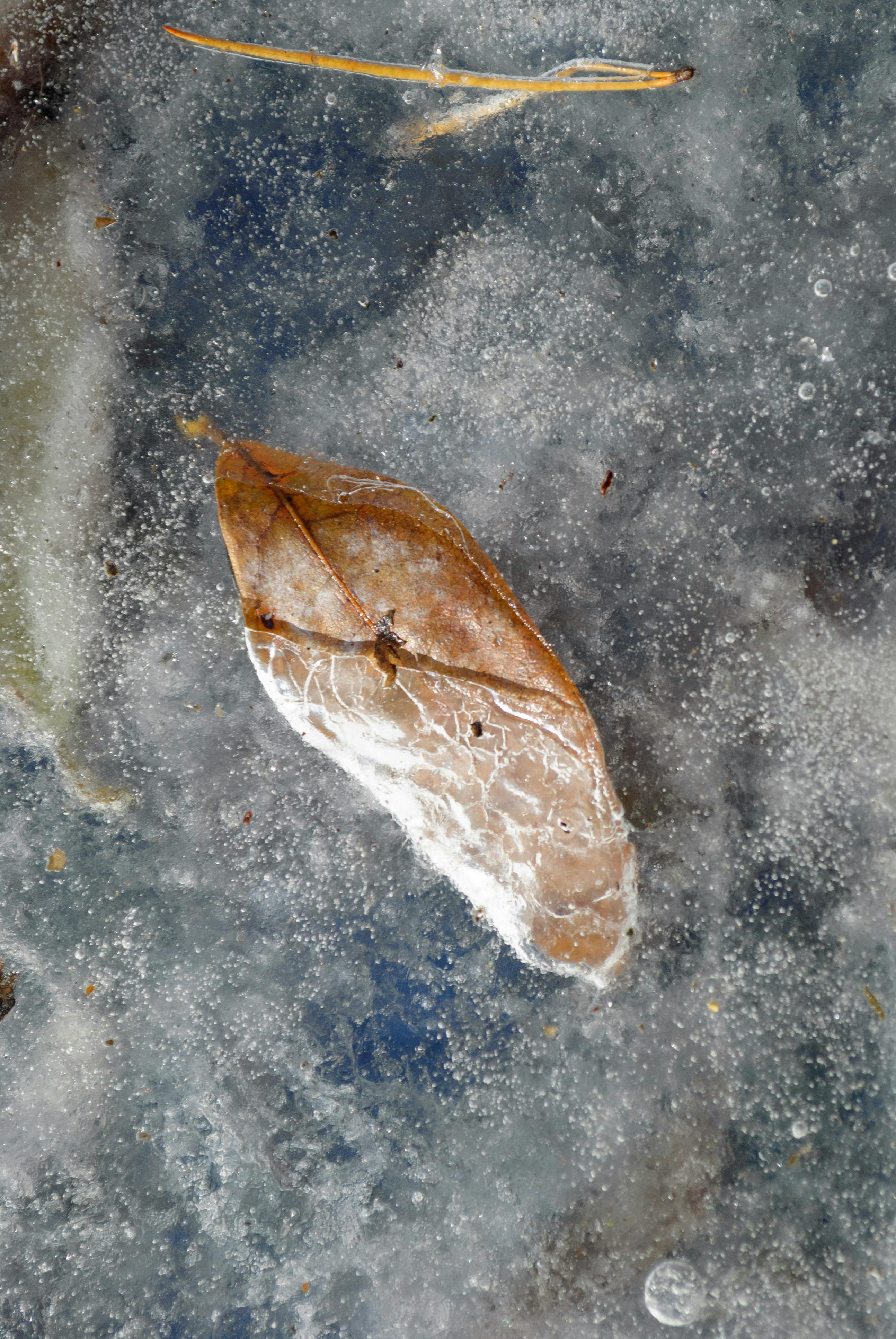 Free stock photo of 4k, forest, happy