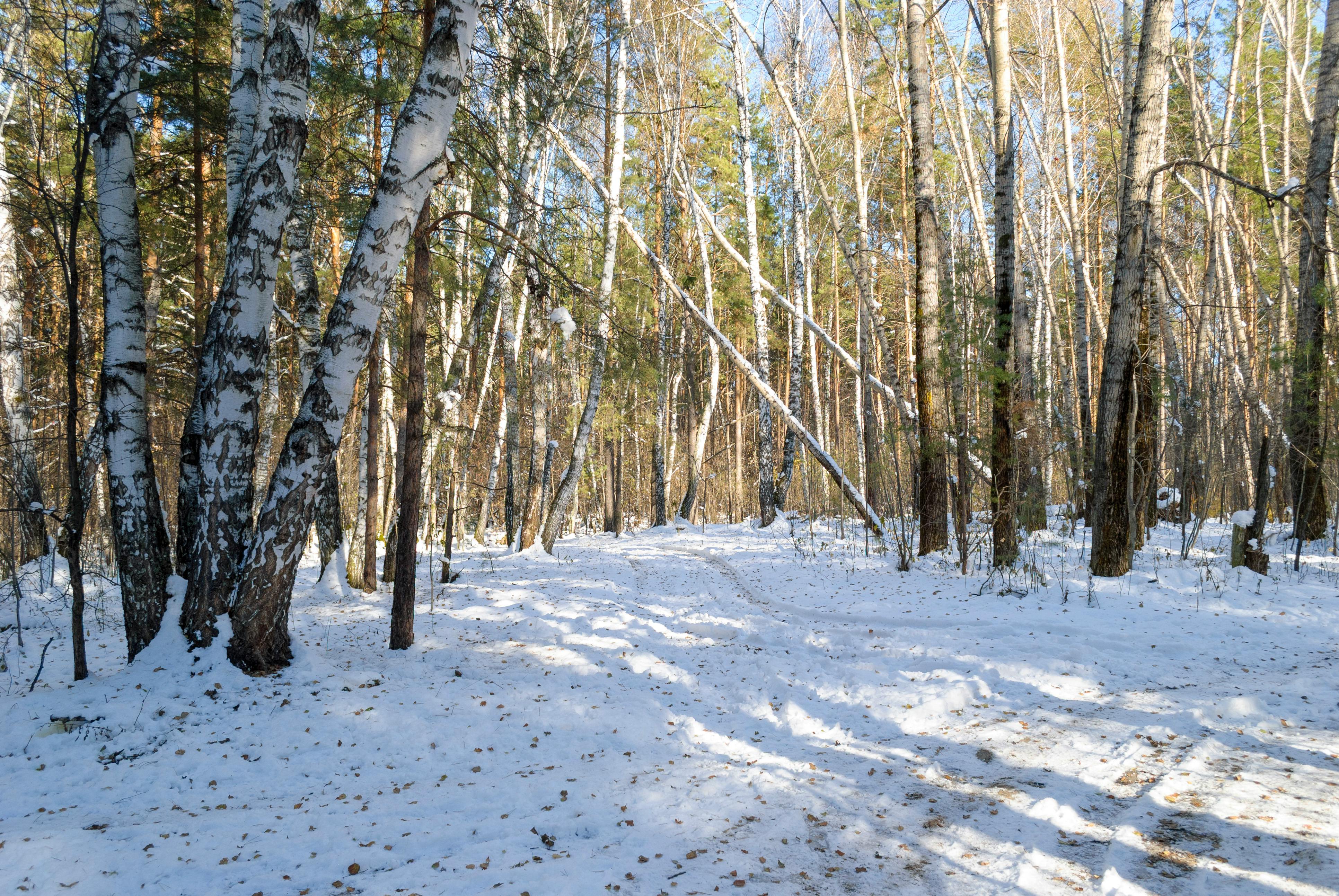 Free stock photo of 4k, forest, happy