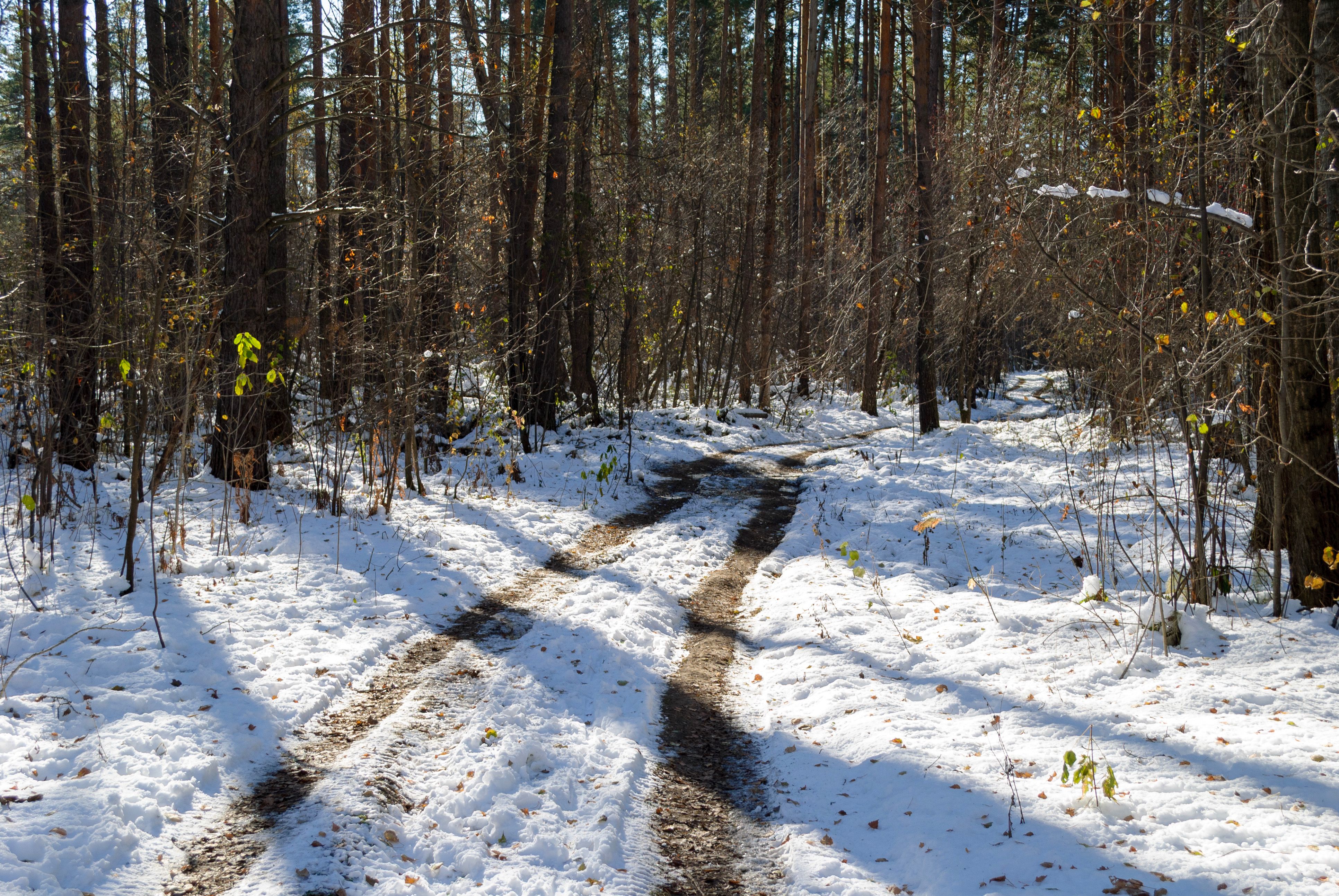 A tranquil forest path covered in snow during a sunny winter day, perfect for a peaceful walk.
