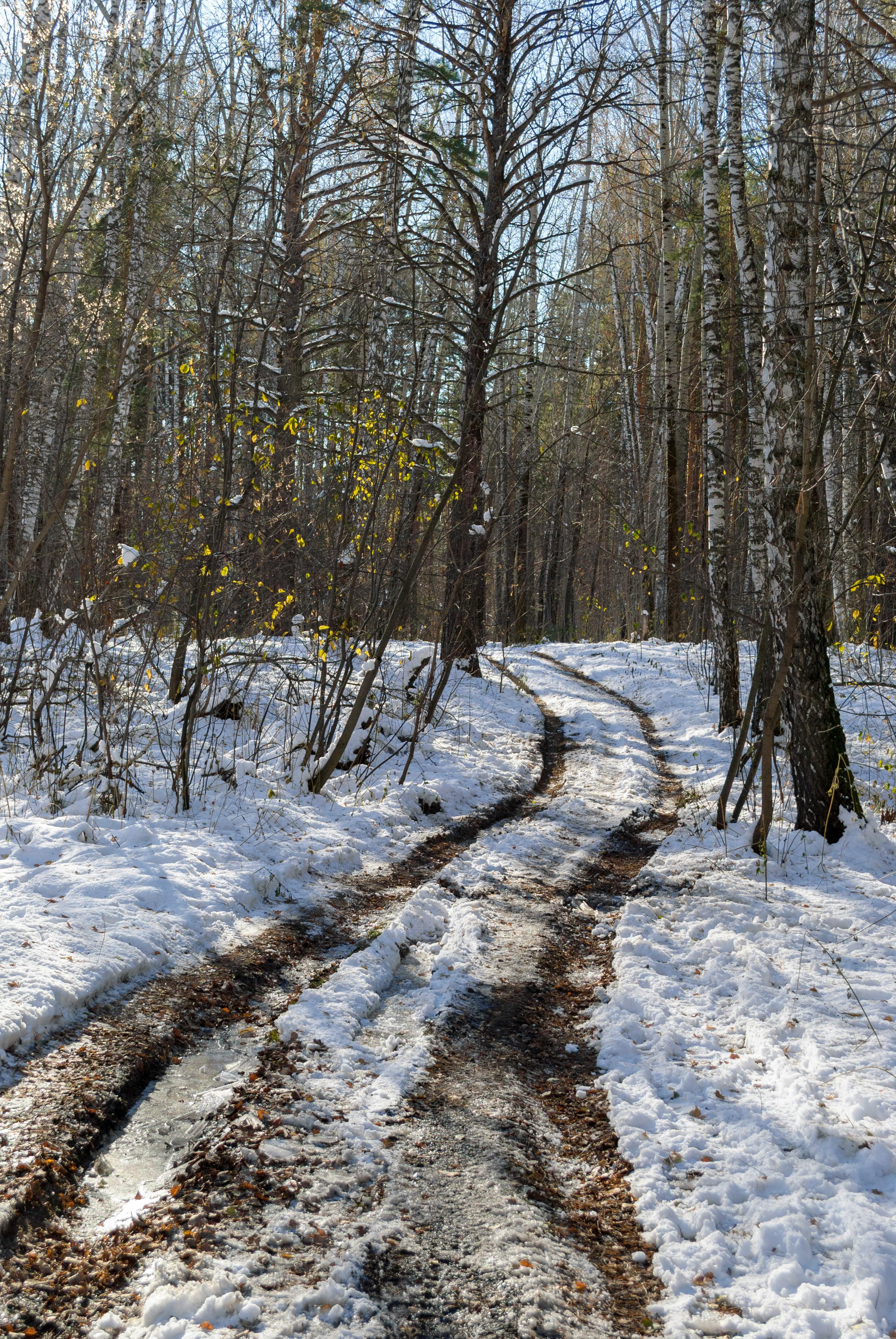 Free stock photo of 4k, forest, happy