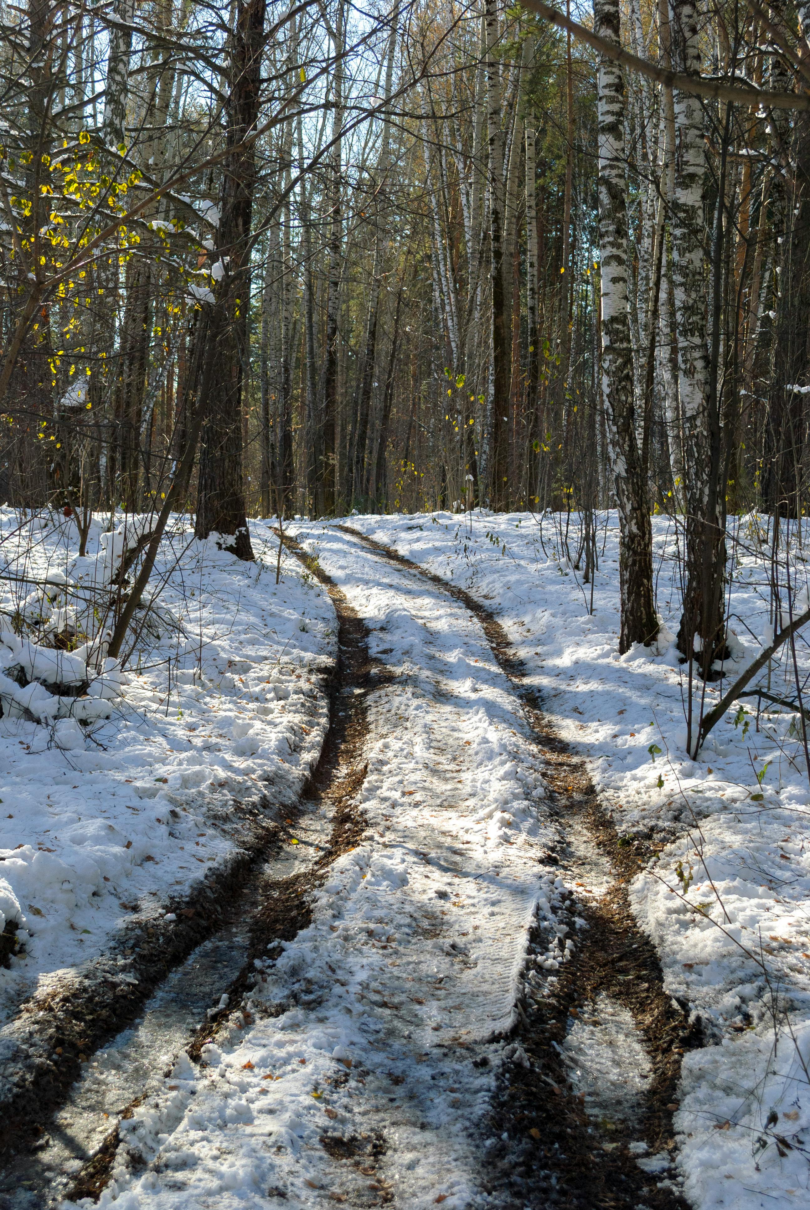 Free stock photo of 4k, forest, happy