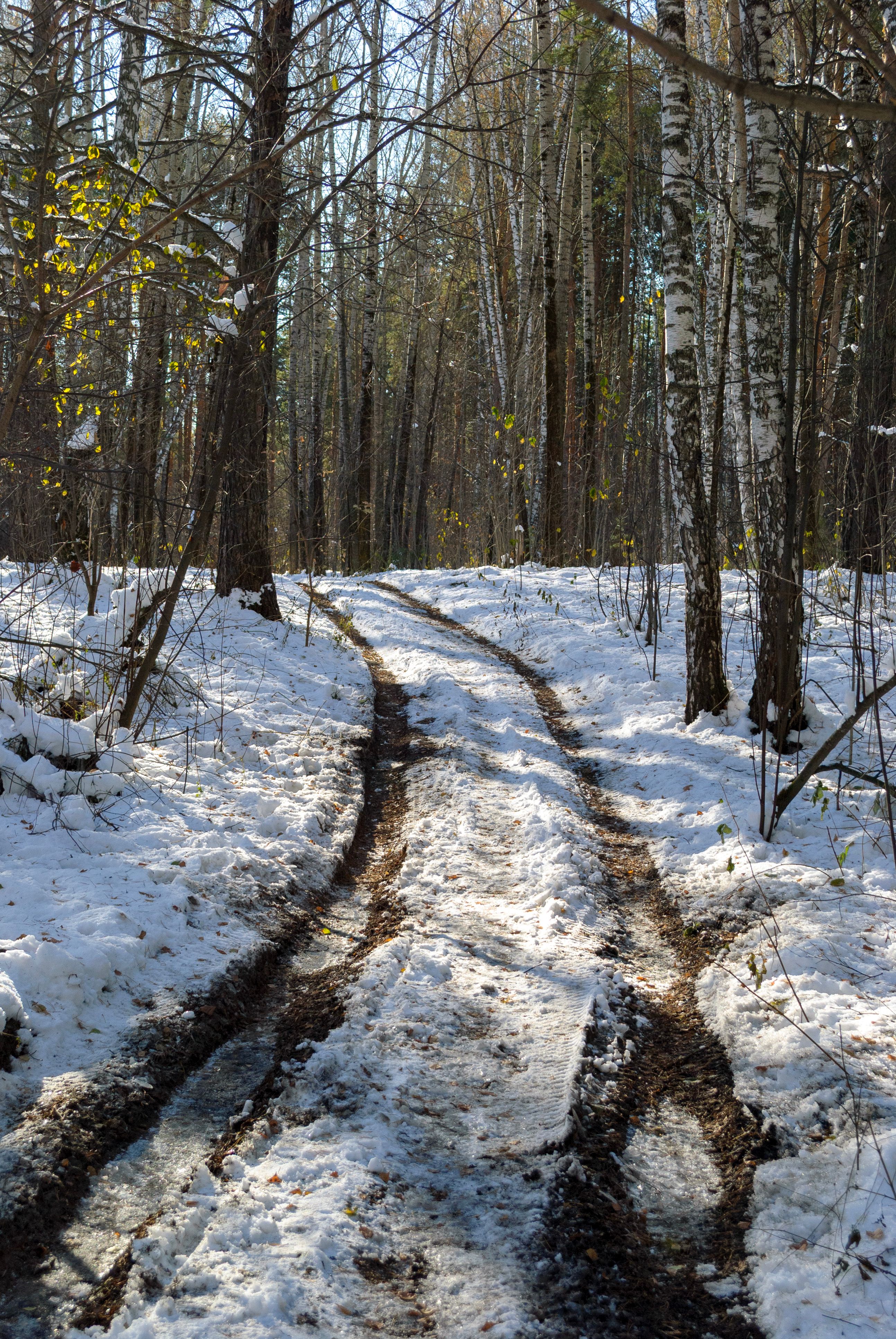 Serene Snow-Covered Forest Pathway in Winter · Free Stock Photo