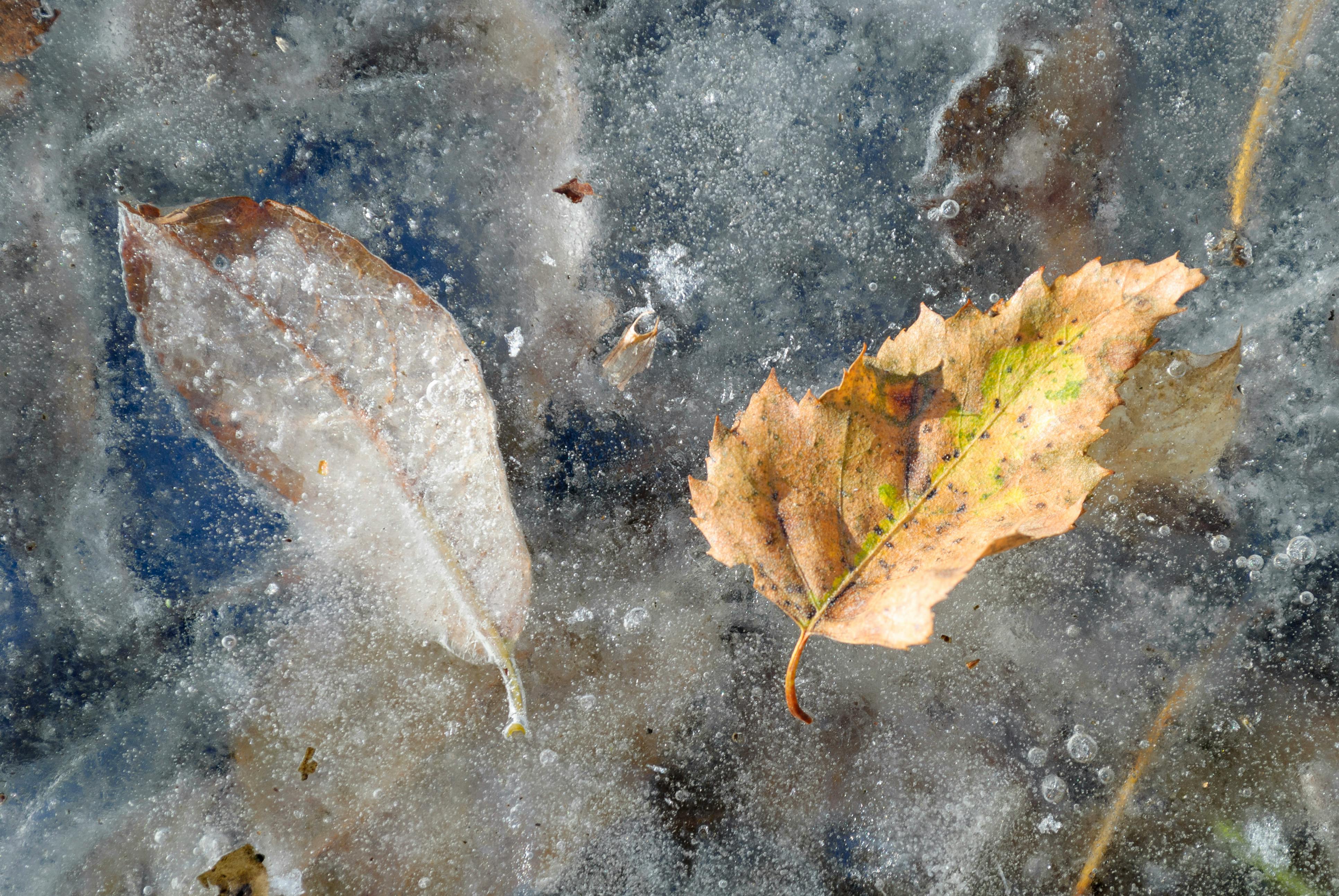 Free stock photo of 4k, forest, happy