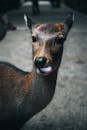 Playful Deer in Nara Park, Japan