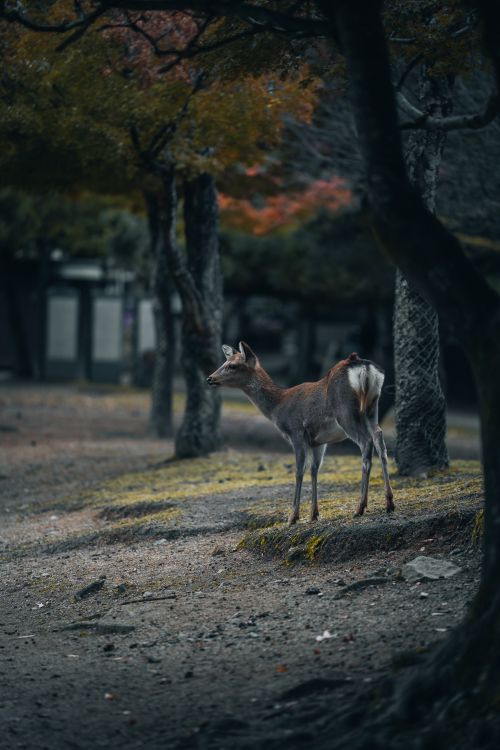 Free A serene deer stands amidst autumn foliage in Nara Park, Japan. Stock Photo
