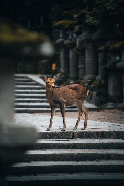 A serene deer standing on stone steps in the tranquil setting of Nara Park, Japan.