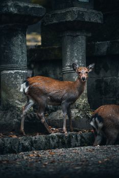 Elegant deer captured in the serene Nara Park, showcasing nature's beauty in Japan's rich history.