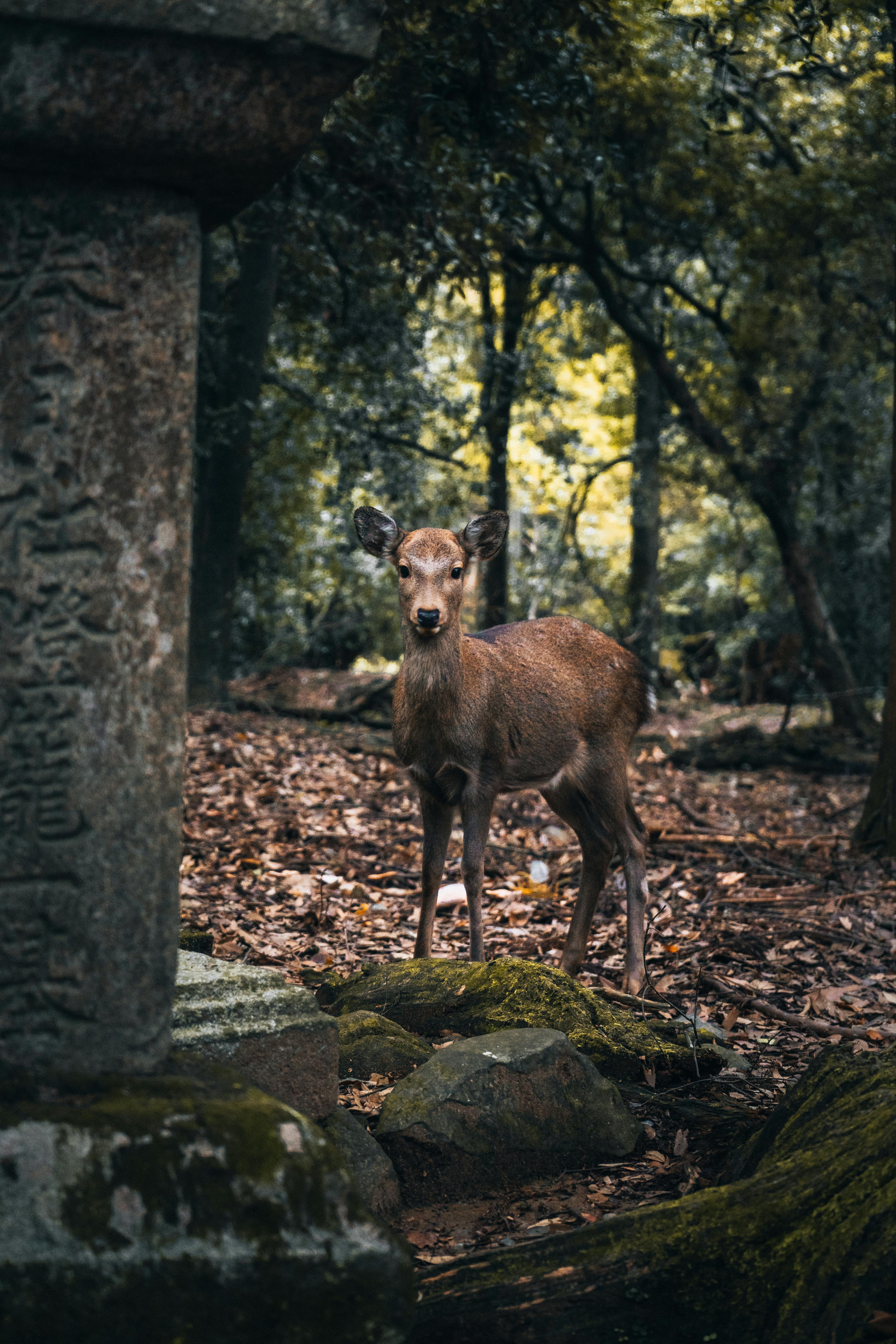 Captivating shot of a Sika deer near ancient stone structure in Nara Park, Japan.