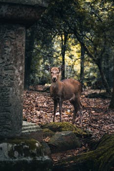 Captivating shot of a Sika deer near ancient stone structure in Nara Park, Japan.