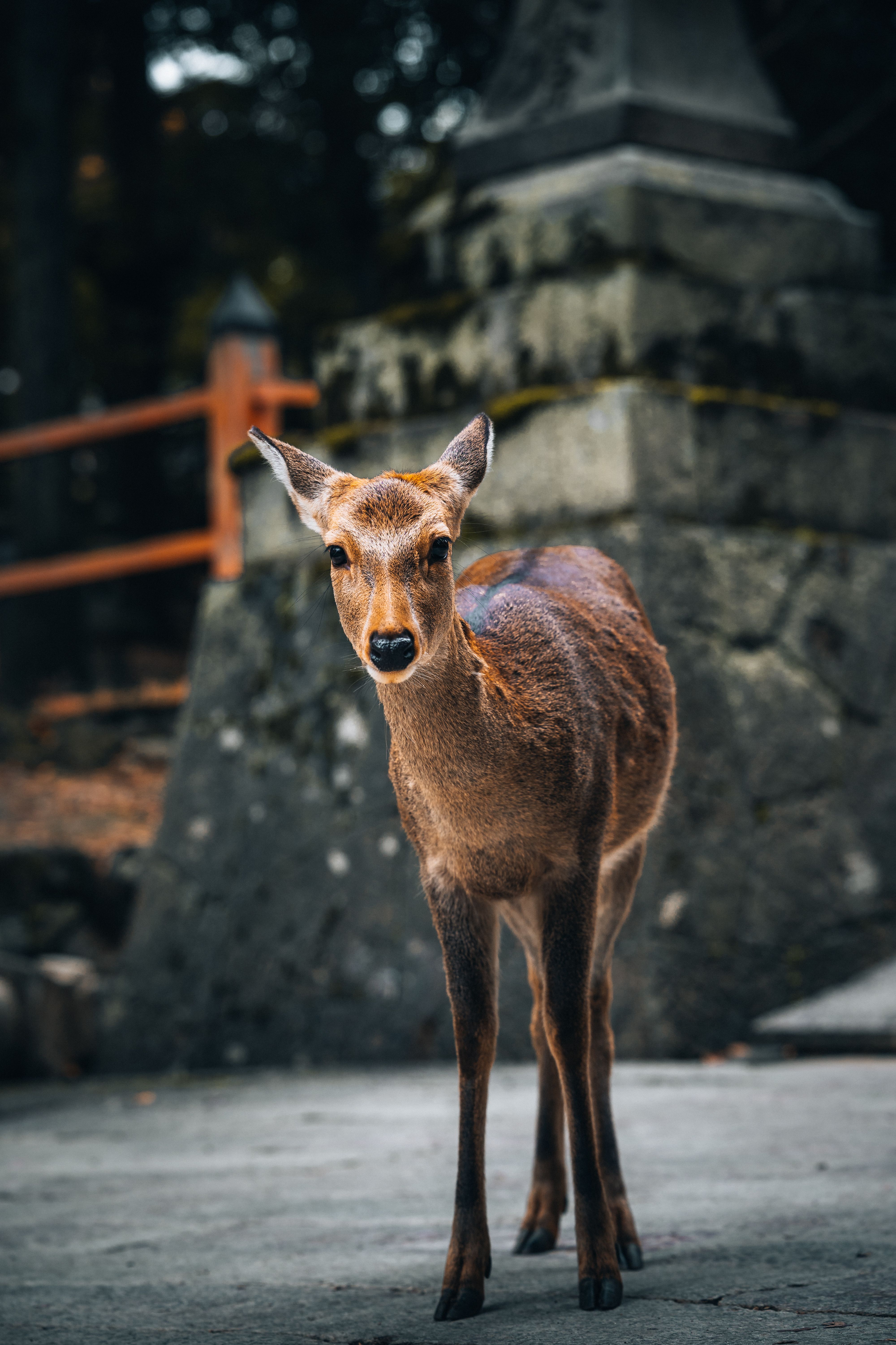 A peaceful deer stands in Nara Park, Japan, amidst autumn foliage and stone structures.