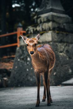 A peaceful deer stands in Nara Park, Japan, amidst autumn foliage and stone structures.