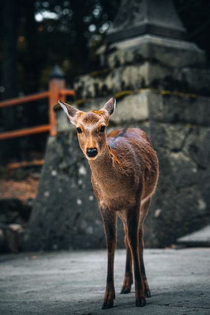 A peaceful deer stands in Nara Park, Japan, amidst autumn foliage and stone structures.