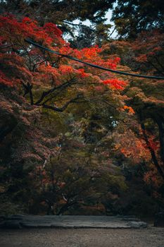 Colorful autumn leaves in Nara Park, Japan create a serene fall landscape.